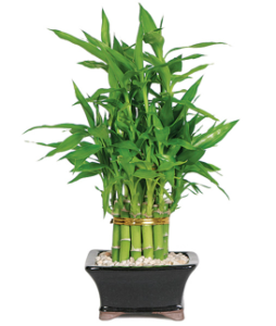 Lucky Bamboo For Good Feng Shui In Your Home